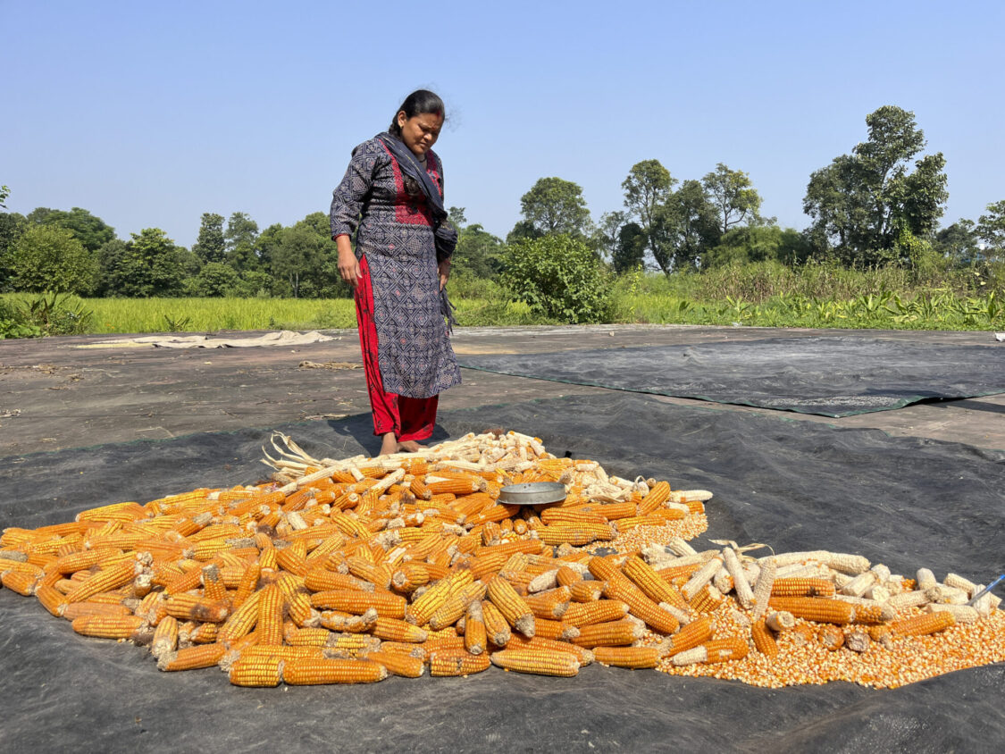 Lisa Fingleton Kavita Negi Saving Corn Seed At Navdanya India 2024 Digital Image Photo Credit Lisa Fingleton
