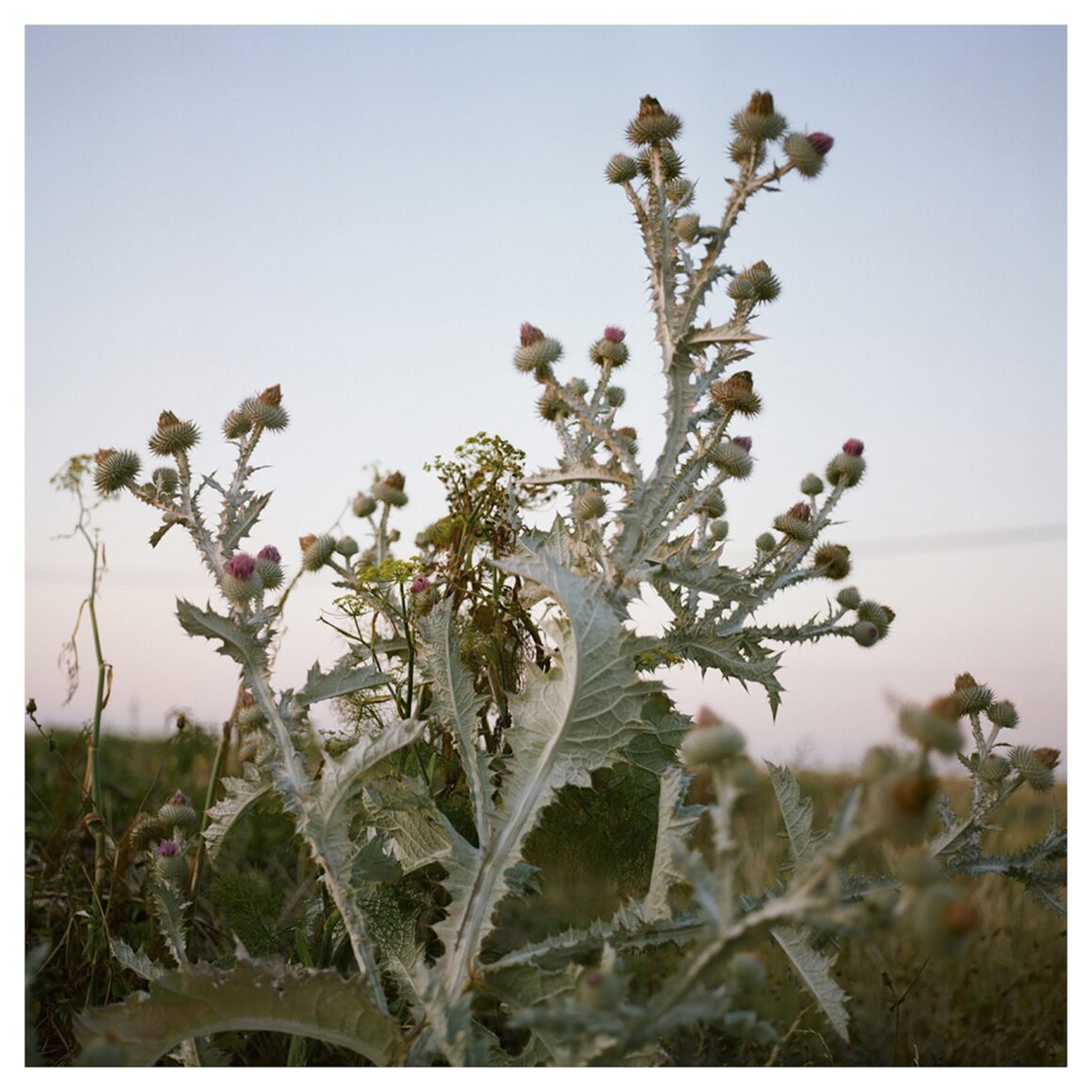Dungeness Thistle
